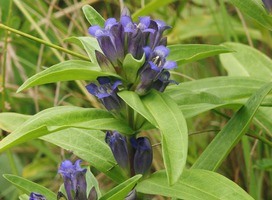 Gentiaan - Gentiana cruciata