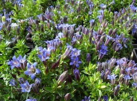 Gentiaan - Gentiana septemfida lagodechiana