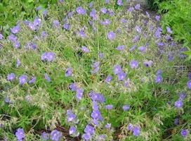 Ooievaarsbek - Geranium 'Brookside'