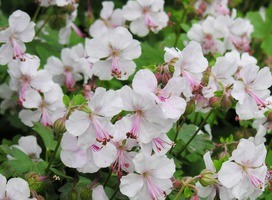 Ooievaarsbek - Geranium cantabrigiense 'Biokovo'