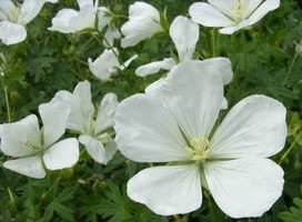 Ooievaarsbek - Geranium dalmaticum 'Album'