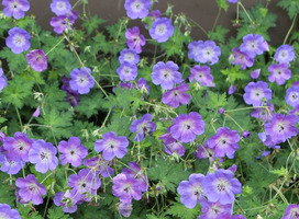 Ooievaarsbek - Geranium 'Rozanne' ®