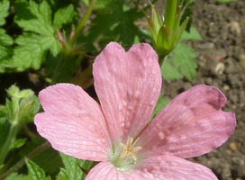 Ooievaarsbek - Geranium endressii 'Wargrave Pink'