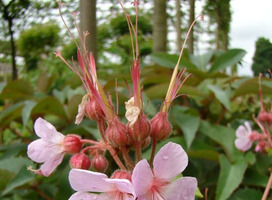 Ooievaarsbek - Geranium mac. 'Ingwersen's Variety'