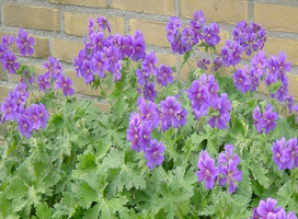 Ooievaarsbek - Geranium magnificum