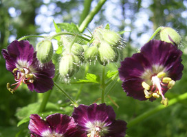 Ooievaarsbek - Geranium phaeum