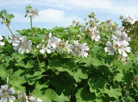 Ooievaarsbek - Geranium renardii