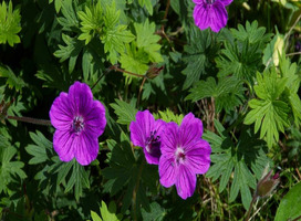 Ooievaarsbek - Geranium sanguineum