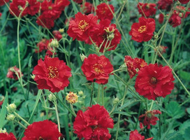 Nagelkruid - Geum chiloense 'Mrs Bradshaw'