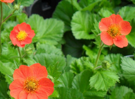 Nagelkruid - Geum coccineum 'Borisii'