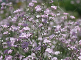 Gipskruid - Gypsophila pan. 'Bristol Fairy'