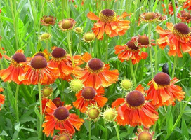 Zonnekruid - Helenium 'Moerheim Beauty'