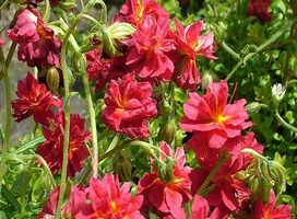 Zonneroosje - Helianthemum 'Cerise Queen'