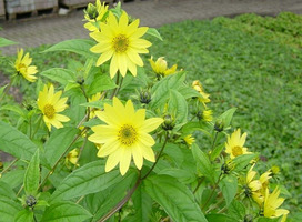 Vast zonnebloem - Helianthus 'Lemon Queen'