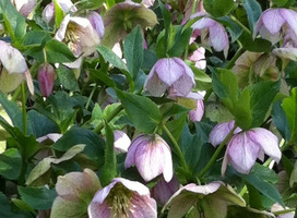 Oosters nieskruid - Helleborus orientalis