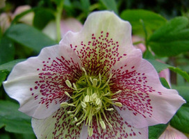 Oosters nieskruid - Helleborus ori. 'Pink Spotted Lady'