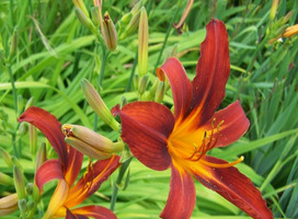 Daglelie - Hemerocallis 'Sammy Russell'