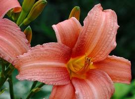 Daglelie - Hemerocallis 'Stella de Oro'