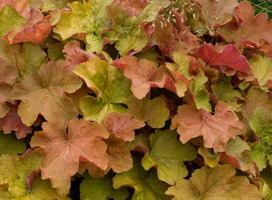 Purperklokje - Heuchera 'Caramel'