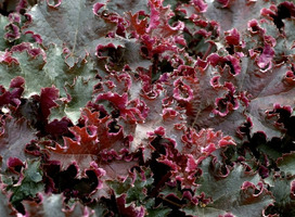 Purperklokje - Heuchera 'Chocolate Ruffles' ®