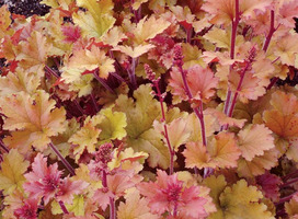 Purperklokje - Heuchera 'Marmalade' ®