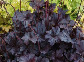 Purperklokje - Heuchera 'Obsidian' ®