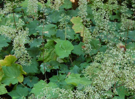 Purperklokje - Heuchera villosa