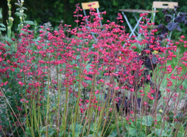 Purperklokje - Heuchera b. 'Pluie de Feu'