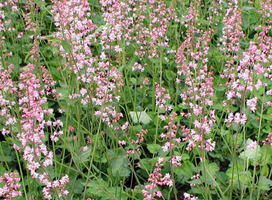 Schuimklokje - Heucherella alba 'Bridget Bloom'