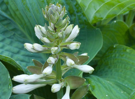 Hartlelie - Hosta 'Bressingham Blue'