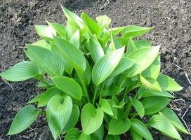 Hartlelie - Hosta 'Devon Green'