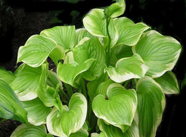 Hartlelie - Hosta 'Fragant Bouquet'