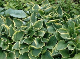 Hartlelie - Hosta undulata 'Albomarginata'