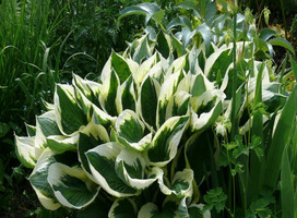 Hartlelie - Hosta for. 'Patriot'