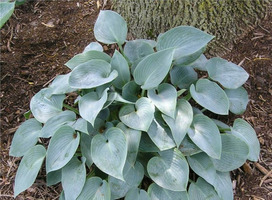 Hartlelie - Hosta tardiana 'Halcyon'