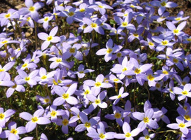 Porseleinsterretje - Houstonia cae. 'Millard's Variety'