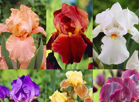 Baardiris - Iris (G) Paars