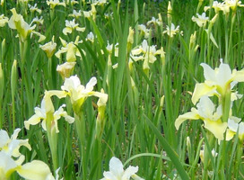 Siberische iris - Iris s. 'Butter and Sugar'