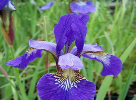 Siberische iris - Iris s. 'Perry's Blue'