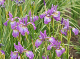 Siberische iris - Iris s. 'Sparkling Rose'