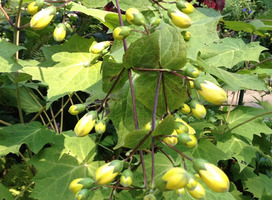 Japanse wasbloem - Kirengeshoma koreana