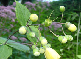 Japanse wasbloem - Kirengeshoma palmata