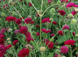 Weduwebloem - Knautia arvensis