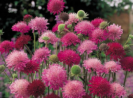 Weduwebloem - Knautia m. 'Melton Pastels'