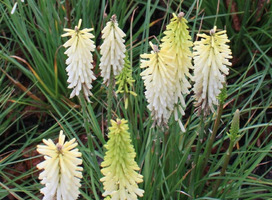 Vuurpijl - Kniphofia 'Little Maid'