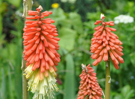 Vuurpijl - Kniphofia uvaria