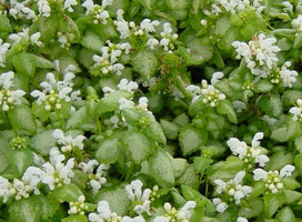 Siernetel - Lamium mac. 'White Nancy'