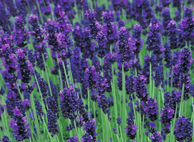 Lavendel - Lavandula ang. 'Hidcote'