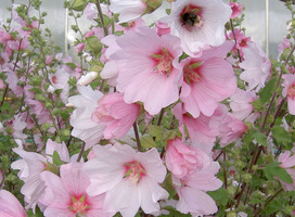 Struikmalva - Lavatera 'Barnsley'