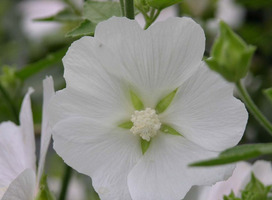 Struikmalva - Lavatera 'Ice Cool'